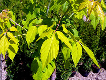Photos Acer negundo - Boxelder