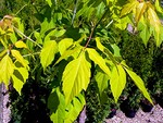 Photos Acer negundo