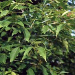Photos Acer negundo