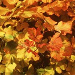 Photos Acer opalus