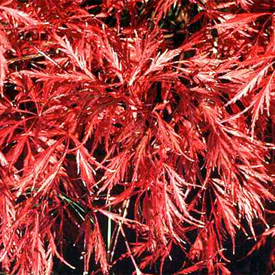 Photos Acer palmatum - Japanese maple