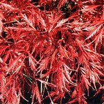 Photos Acer palmatum