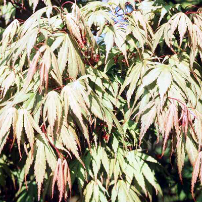 Photos Acer palmatum - Japanese maple