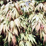 Photos Acer palmatum