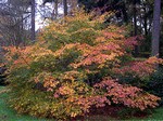 Photos Acer palmatum