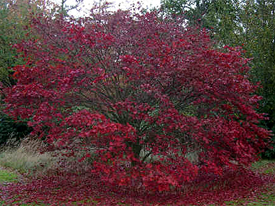 Fotos Acer palmatum - 