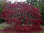 Photos Acer palmatum