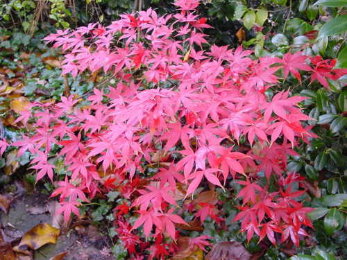 Fotos Acer palmatum - Grüner Fächer-Ahorn Osakazuki