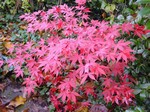 Photos Acer palmatum