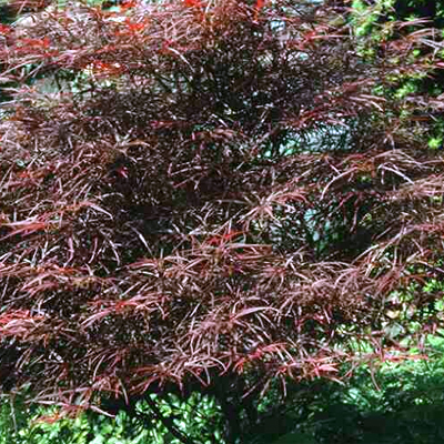 Photos Acer palmatum - Japanese maple
