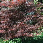 Photos Acer palmatum