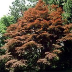 Photos Acer palmatum