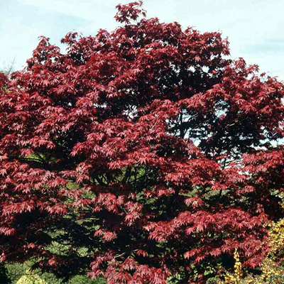 Photos Acer palmatum - Japanese maple