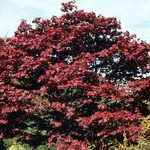 Photos Acer palmatum