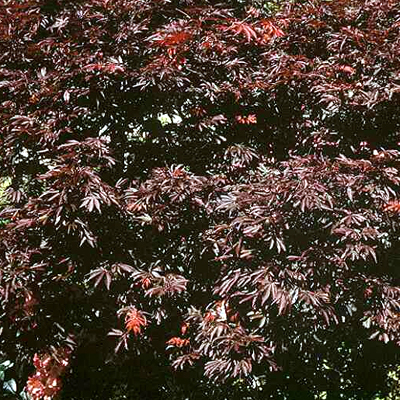 Photos Acer palmatum - Japanese maple
