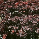 Photos Acer palmatum
