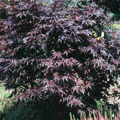 Photos Acer palmatum - Japanese maple
