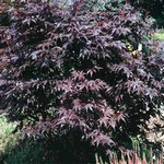 Photos Acer palmatum