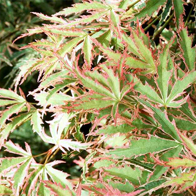 Photos Acer palmatum - Japanese maple