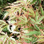 Photos Acer palmatum - Japanese maple
