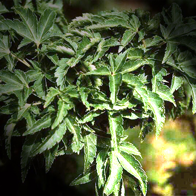 Fotos Acer palmatum - 