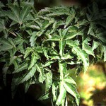 Photos Acer palmatum