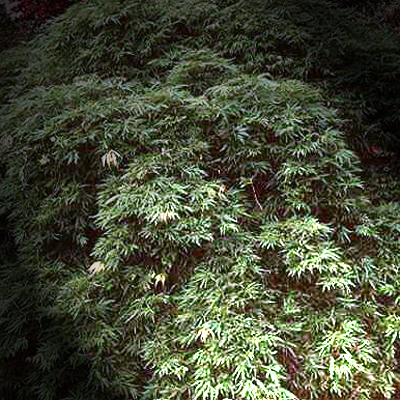 Photos Acer palmatum - Japanese maple