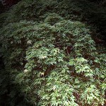Photos Acer palmatum