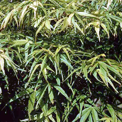 Photos Acer palmatum - 