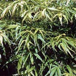 Photos Acer palmatum