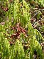 Photos Acer palmatum