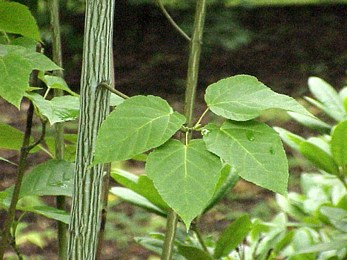 Photos Acer pensylvanicum - Bigleaf maple