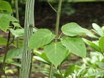 Photos Acer pensylvanicum