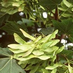 Photos Acer platanoides