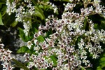 Photos Aceriphyllum rosii