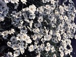 Photos Achillea ageratifolia