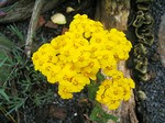 Photos Achillea chrysocoma