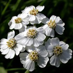 Achillea clavenae - Clavenas wei�er Speik