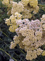 Photos Achillea clypeolata