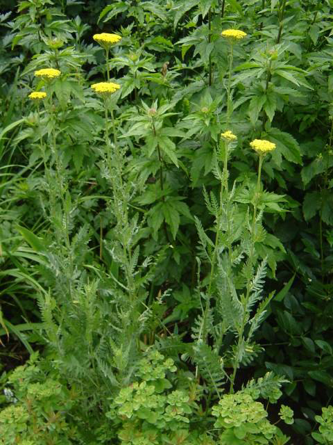 Photos Achillea filipendulina - 