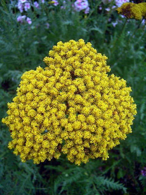 Photos Achillea filipendulina - Fernleaf yarrow