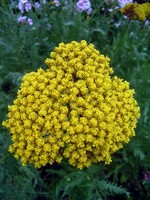 Photos Achillea filipendulina