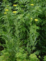 Photos Achillea filipendulina