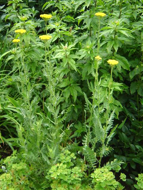 Photos Achillea filipendulina - Fernleaf yarrow