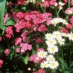 Photos Achillea millefolium