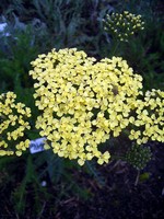 Photos Achillea filipendulina