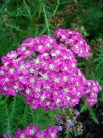Photos Achillea millefolium