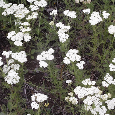 Photos Achillea nobilis - Achillea macrocephala