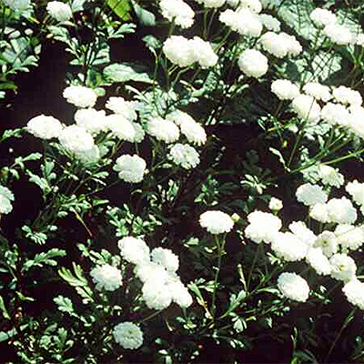 Fotos Achillea ptarmica - 