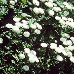 Photos Achillea ptarmica